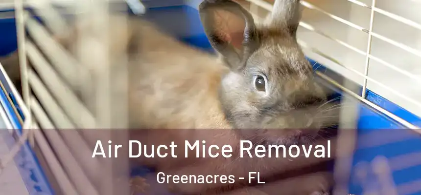 Air Duct Mice Removal Greenacres - FL